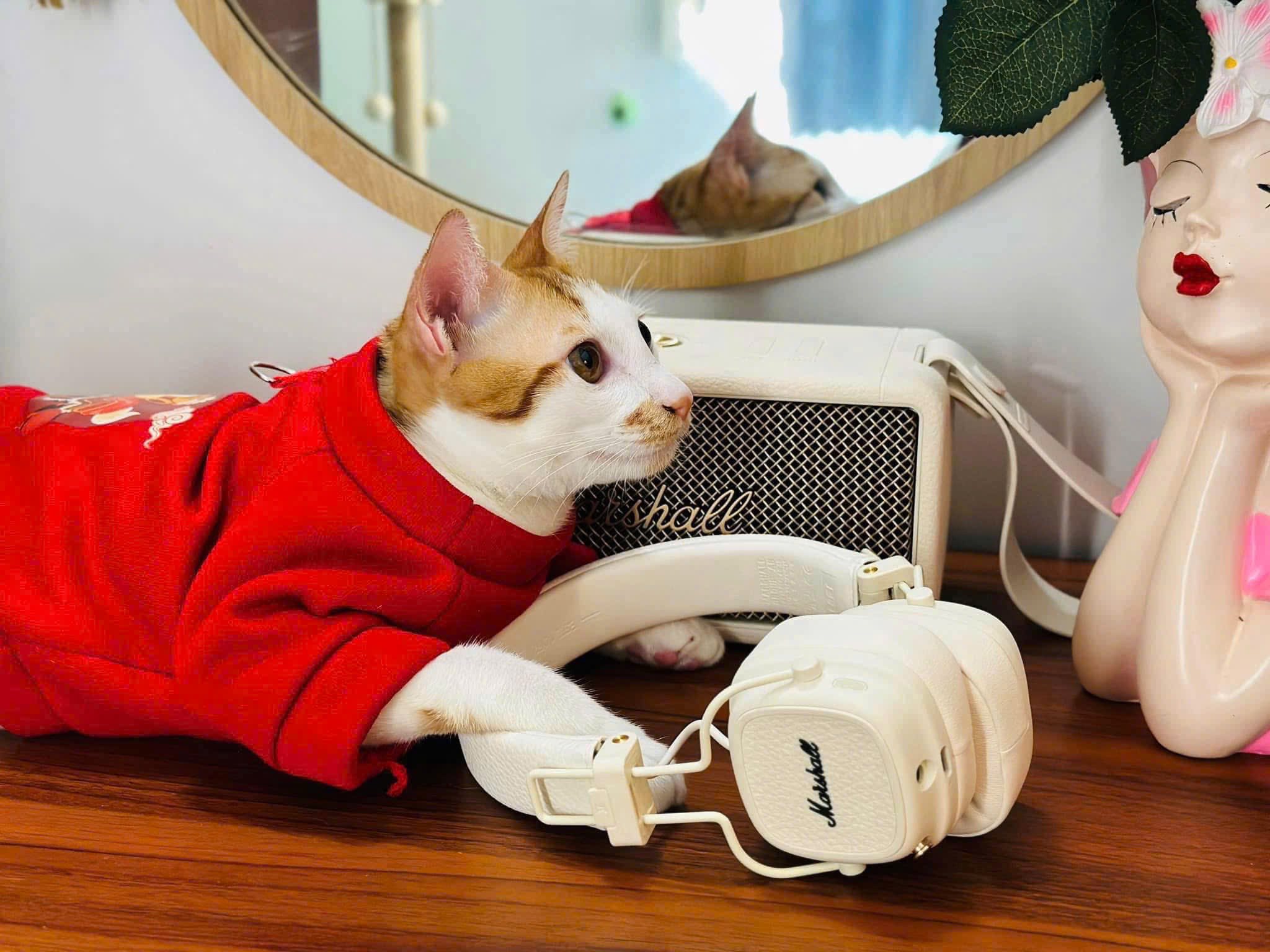 Tai Nghe Marshall Major 5 - Hình ảnh 6